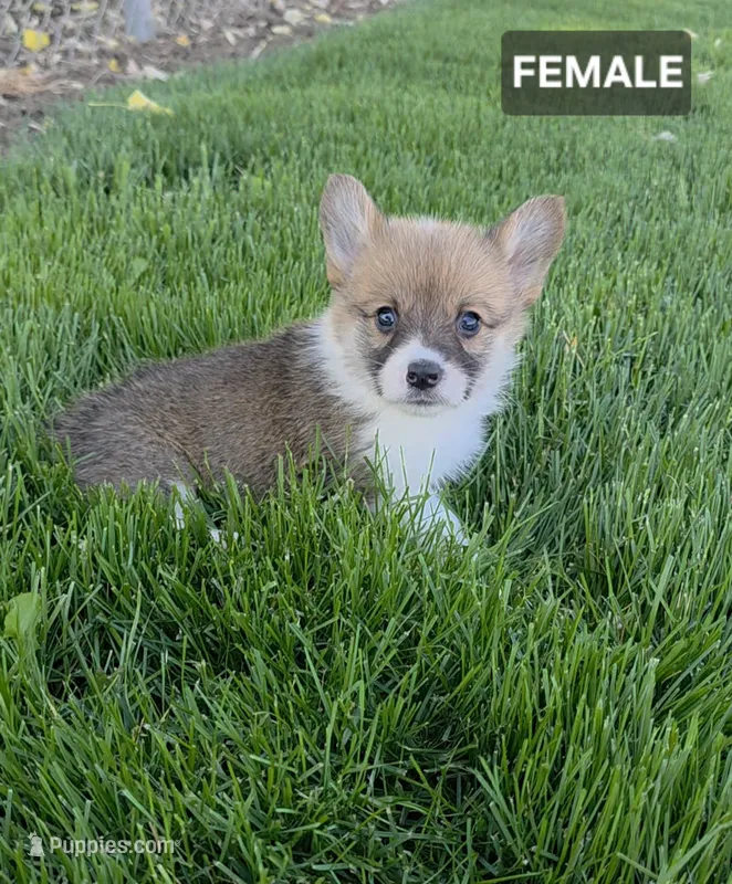 Bella – Pembroke Welsh Corgi puppy for sale in Wapato, WA