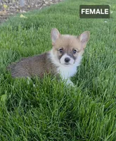 Bella, a female Pembroke Welsh Corgi for sale in Wapato, WA – 1 of 1