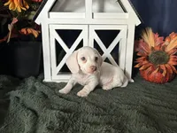 Casper, a male Miniature Dachshund for sale in Riverview, MI – 2 of 10