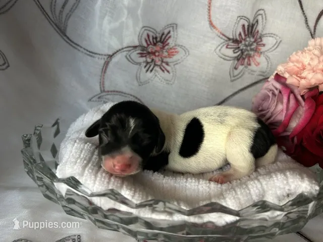 Brock – Miniature Dachshund puppy for sale in Riverview, MI