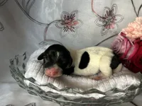 Brock, a male Miniature Dachshund for sale in Riverview, MI – 1 of 8