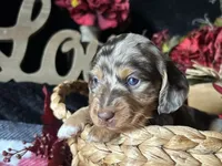 Scooby, a male Miniature Dachshund for sale in Riverview, MI – 6 of 10