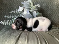 Brock, a male Miniature Dachshund for sale in Riverview, MI – 5 of 10