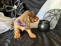 Misty, a female Miniature Dachshund for sale in Riverview, MI – 8 of 10