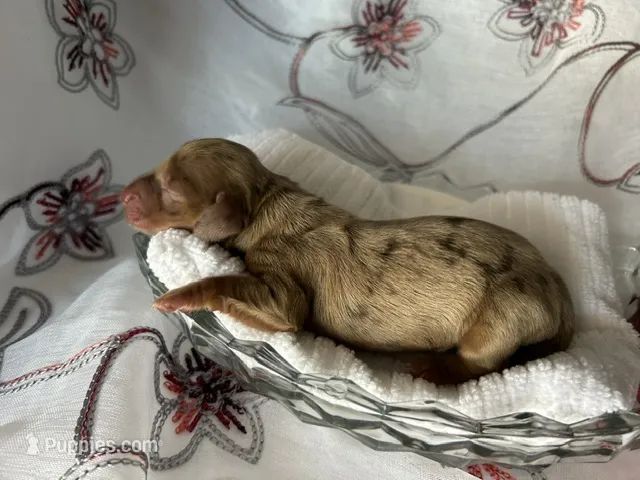 Misty – Miniature Dachshund puppy for sale in Riverview, MI