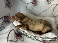 Misty, a female Miniature Dachshund for sale in Riverview, MI – 1 of 10