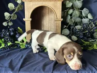 Velma , a female Miniature Dachshund for sale in Riverview, MI – 7 of 10