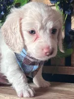 Ghost (On Hold for Nichole), a male Miniature Dachshund for sale in Riverview, MI – Photo 4 of 10