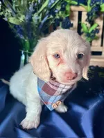 Ghost (On Hold for Nichole), a male Miniature Dachshund for sale in Riverview, MI – Photo 6 of 10