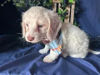 Ghost (On Hold for Nichole), a male Miniature Dachshund for sale in Riverview, MI – Photo 5 of 10