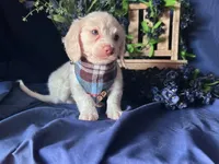 Ghost (On Hold for Nichole), a male Miniature Dachshund for sale in Riverview, MI – Photo 3 of 10