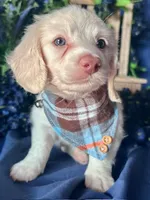 Ghost (On Hold for Nichole), a male Miniature Dachshund for sale in Riverview, MI – Photo 1 of 10