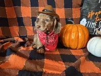Misty, a female Miniature Dachshund for sale in Riverview, MI – 3 of 10