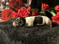 Fred, a male Miniature Dachshund for sale in Riverview, MI – 8 of 10