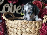 Daphne (On Hold for Abby), a female Miniature Dachshund for sale in Riverview, MI – 8 of 10
