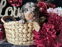 Scooby, a male Miniature Dachshund for sale in Riverview, MI – 2 of 10