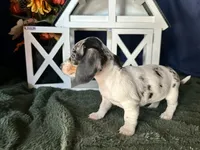 Daphne, a female Miniature Dachshund for sale in Riverview, MI – 3 of 10