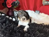 Brock, a male Miniature Dachshund for sale in Riverview, MI – 3 of 10