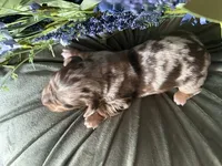 Scooby, a male Miniature Dachshund for sale in Riverview, MI – 6 of 10