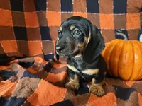 Ash, a male Miniature Dachshund for sale in Riverview, MI – 5 of 10
