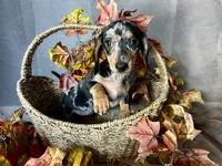 Beatrix, a female Miniature Dachshund for sale in Riverview, MI – 4 of 10