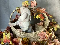 Casper, a male Miniature Dachshund for sale in Riverview, MI – 3 of 10