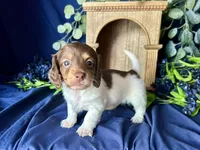 Shaggy, a male Miniature Dachshund for sale in Riverview, MI – 1 of 10