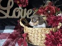 Velma, a female Miniature Dachshund for sale in Riverview, MI – 6 of 10