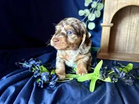 Scooby, a male Miniature Dachshund for sale in Riverview, MI – 3 of 10