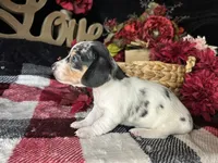Daphne (On Hold for Abby), a female Miniature Dachshund for sale in Riverview, MI – 3 of 10