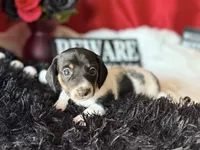 Brock, a male Miniature Dachshund for sale in Riverview, MI – 8 of 10