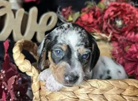 Daphne (On Hold for Abby), a female Miniature Dachshund for sale in Riverview, MI – 4 of 10