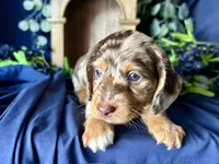 Scooby, a male Miniature Dachshund for sale in Riverview, MI – 2 of 10