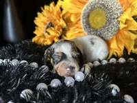 Daphne (On hold), a female Miniature Dachshund for sale in Riverview, MI – 9 of 10