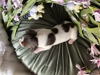 Velma, a female Miniature Dachshund for sale in Riverview, MI – 3 of 10