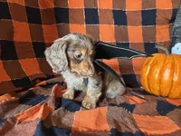 Misty, a female Miniature Dachshund for sale in Riverview, MI – 6 of 10