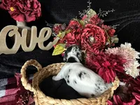 Daphne (On Hold for Abby), a female Miniature Dachshund for sale in Riverview, MI – 7 of 10