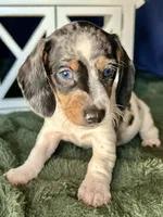 Daphne, a female Miniature Dachshund for sale in Riverview, MI – 6 of 10