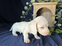 Casper, a male Miniature Dachshund for sale in Riverview, MI – 7 of 10