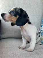 Daphne , a female Miniature Dachshund for sale in Riverview, MI – 2 of 10