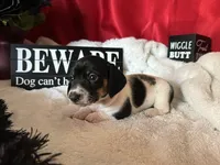 Brock, a male Miniature Dachshund for sale in Riverview, MI – 10 of 10