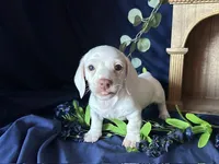 Casper, a male Miniature Dachshund for sale in Riverview, MI – 1 of 10