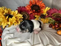 Brock, a male Miniature Dachshund for sale in Riverview, MI – 6 of 10