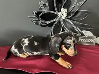 Trade? AKC Full, a female Miniature Dachshund for sale in Riverview, MI – 4 of 6