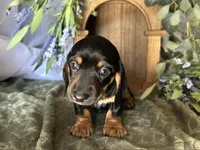 Ash, a male Miniature Dachshund for sale in Riverview, MI – 7 of 10