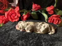 Scooby, a male Miniature Dachshund for sale in Riverview, MI – 8 of 10