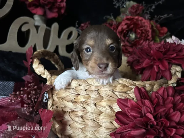 Shaggy – Miniature Dachshund puppy for sale in Riverview, MI