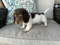 Shaggy, a male Miniature Dachshund for sale in Riverview, MI – 9 of 10