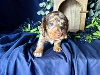 Scooby, a male Miniature Dachshund for sale in Riverview, MI – 7 of 10