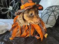 Misty, a female Miniature Dachshund for sale in Riverview, MI – 5 of 10